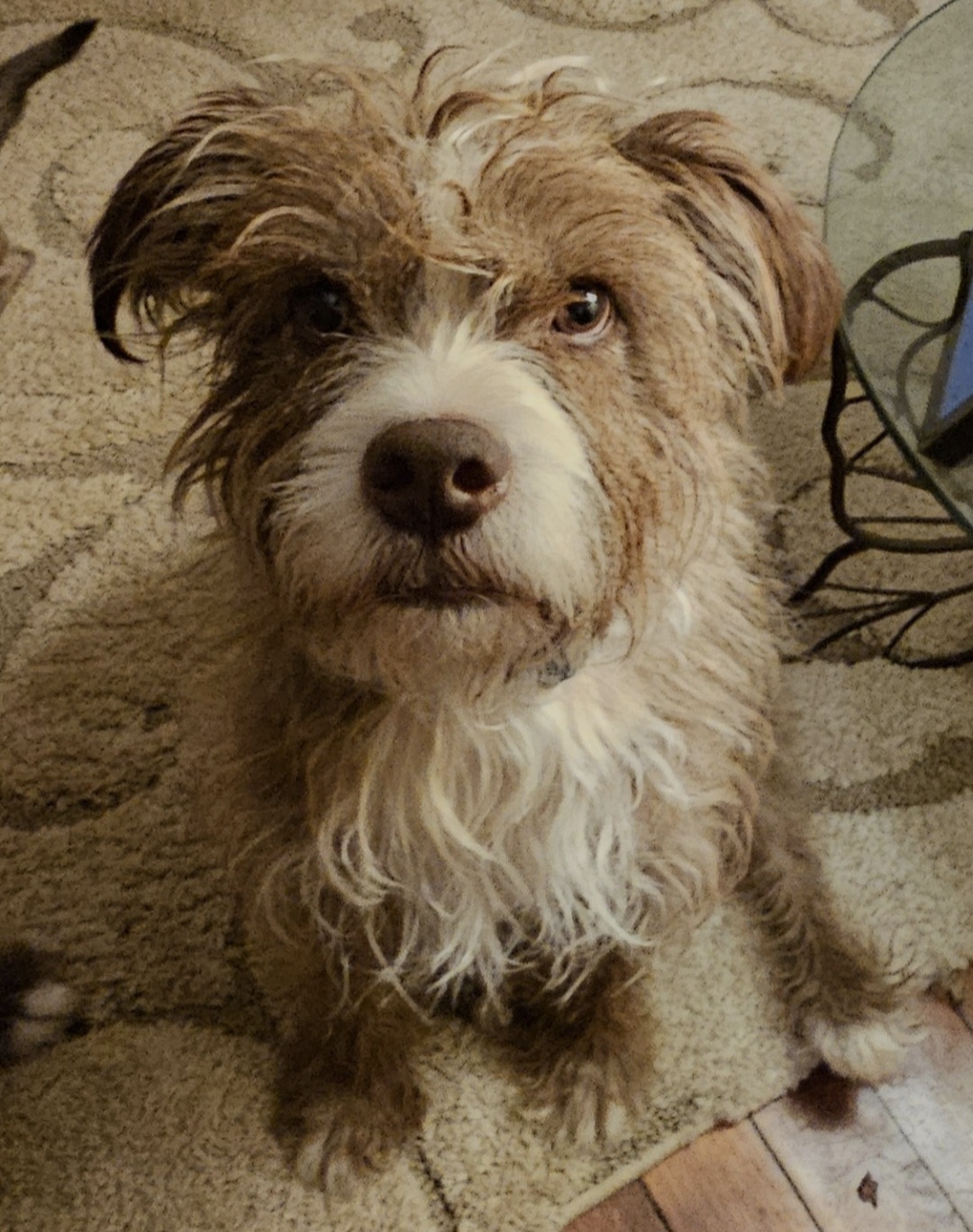 My scruffy boy